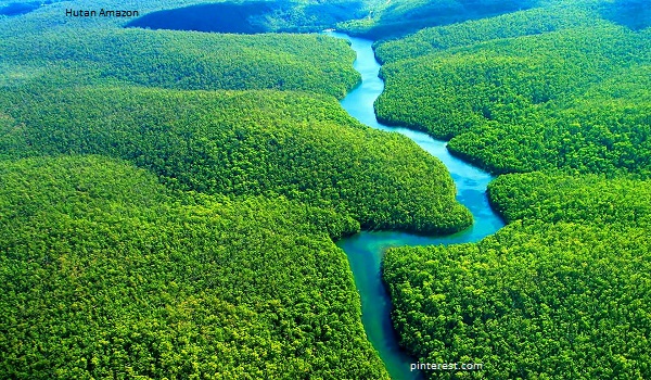 381 Spesies Baru Ditemukan di Hutan Amazon