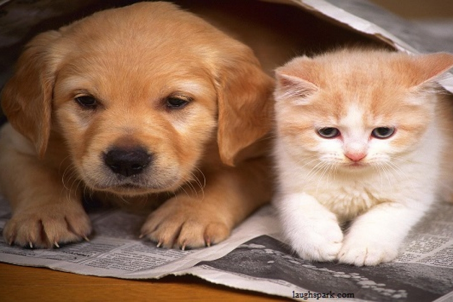 Alasan Kucing dan Anjing Suka Dielus