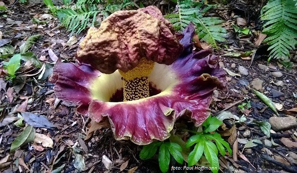 Bunga Bangkai Mekar di Cianjur