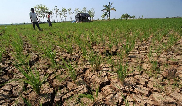 Di Jawa Barat, 9.311 hektare Sawah Kekeringan