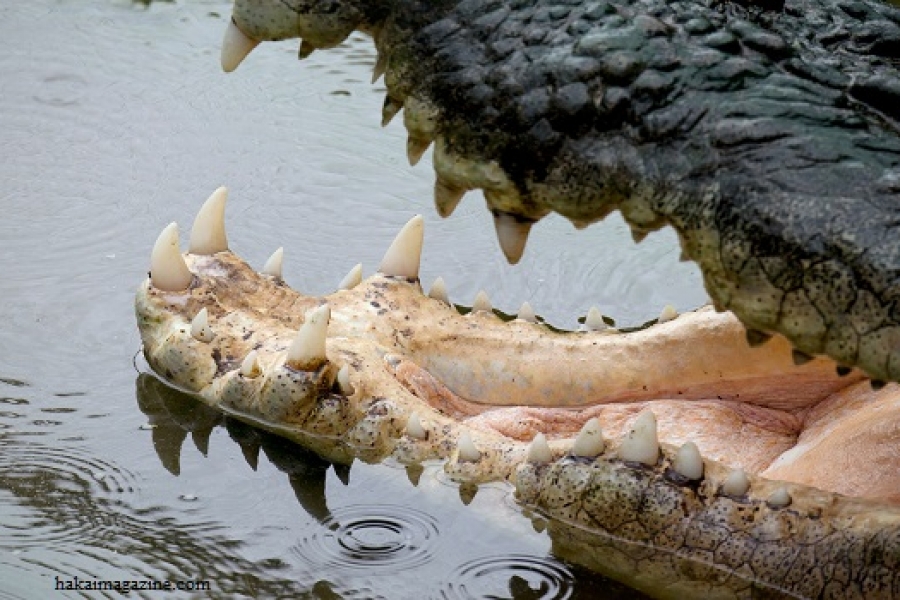 Fosil Buaya Bergigi T-Rex Ditemukan di Madagaskar
