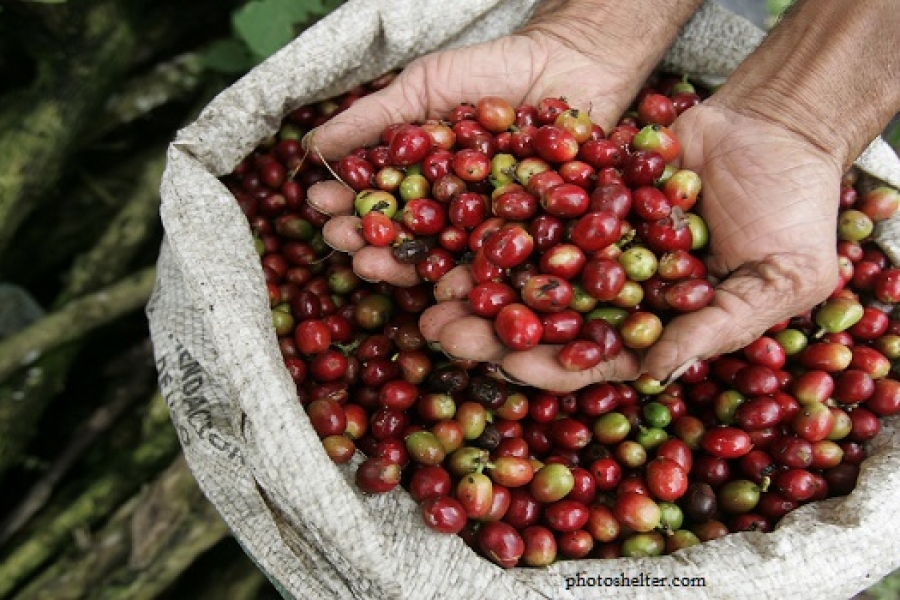 Mahasiswa Brawijaya Ciptakan Sel Surya dari Kulit Kopi