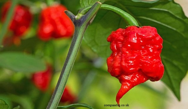 Makan Cabai Paling Pedas di Dunia, Langsung Dilarikan ke UGD