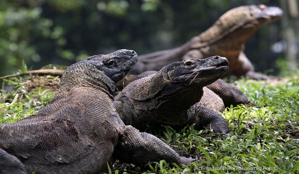Mengapa Komodo Hanya Ditemukan di Indonesia?