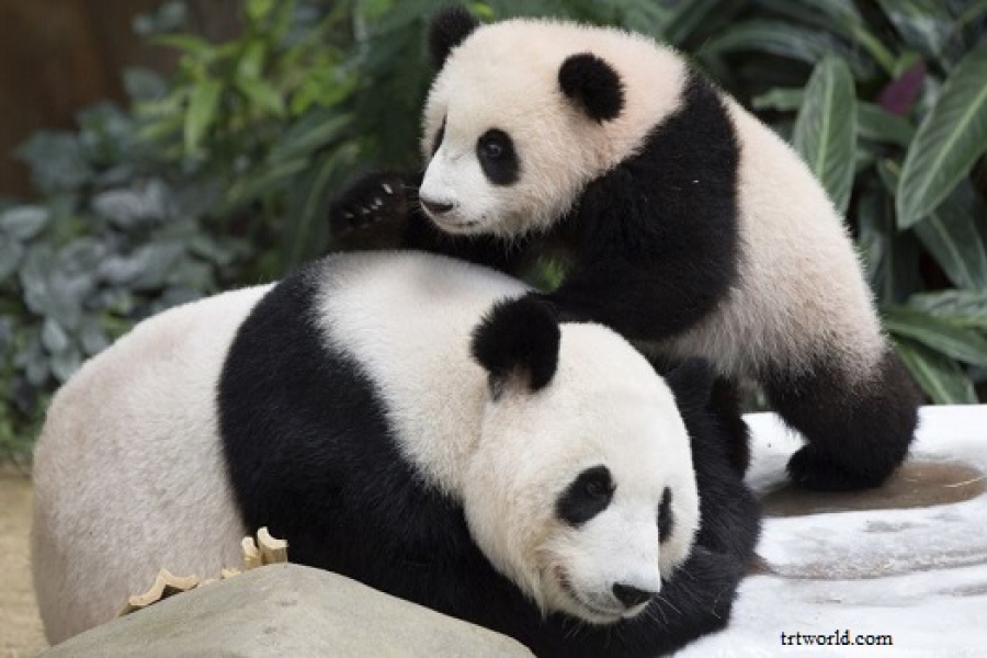 Mengapa Panda Berwarna Hitam dan Putih