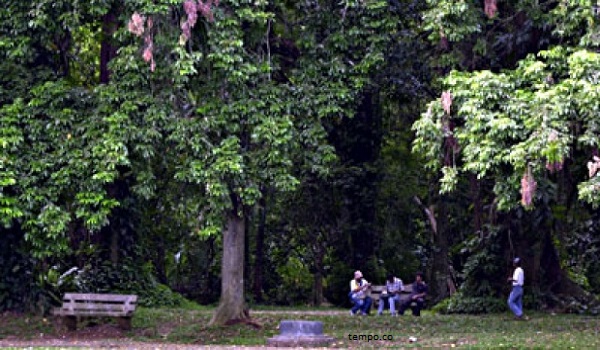 Rayap Mengancam Pohon-pohon di Kebun Raya Bogor