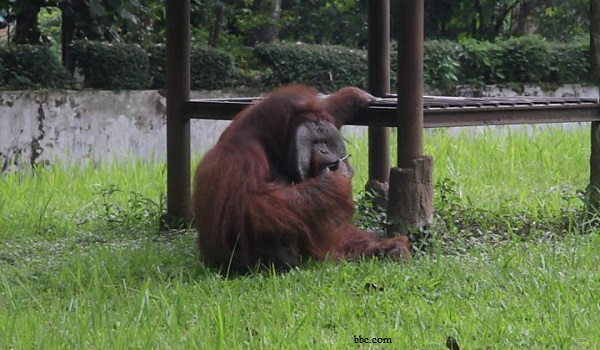 Video Orangutan Merokok di Kebun Binatang Bandung Picu Kemarahan Dunia